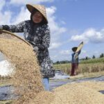 Harga Gabah Anjlok: Dampak Domino Tanpa Syarat Kualitas