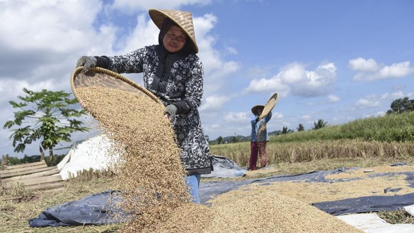 Harga Gabah Anjlok: Dampak Domino Tanpa Syarat Kualitas
