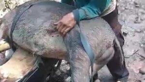 Serangan Babi Hutan: Pasutri Jember Luka Parah Saat Mandi