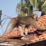 Depok Lega! Monyet Nakal Tertangkap, Warga Akhirnya Tenang