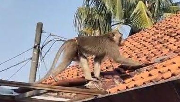 Depok Lega! Monyet Nakal Tertangkap, Warga Akhirnya Tenang