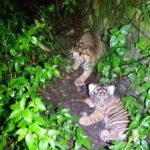 Kelahiran Kembar: Dua Bayi Harimau Sumatera di Barumun