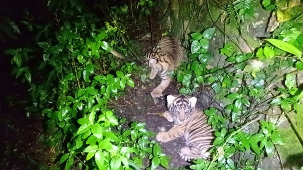 Kelahiran Kembar: Dua Bayi Harimau Sumatera di Barumun